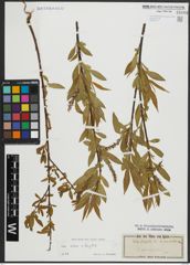 Foto von Salix alba L. x Salix fragilis L.